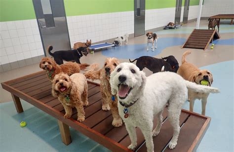 pet palace carmel|TOP 10 BEST Dog Boarding in Carmel, IN